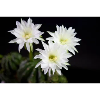 White Lotus Flower